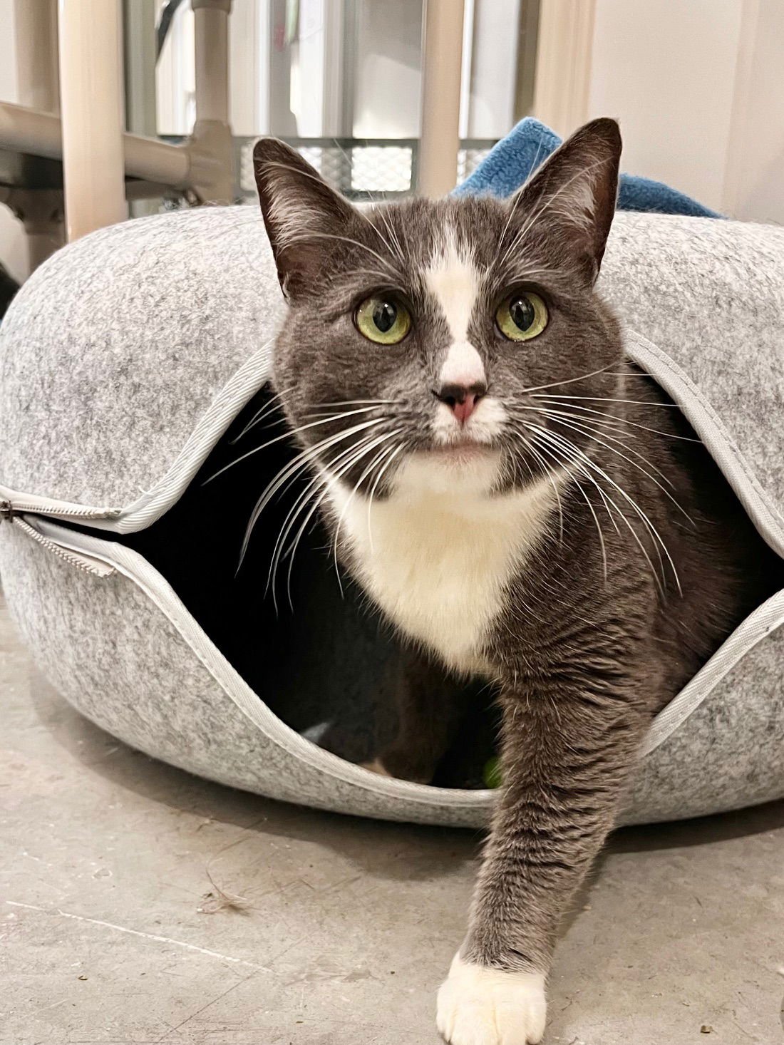 MS. PAW PAW - Domestic Short Hair available for adoption