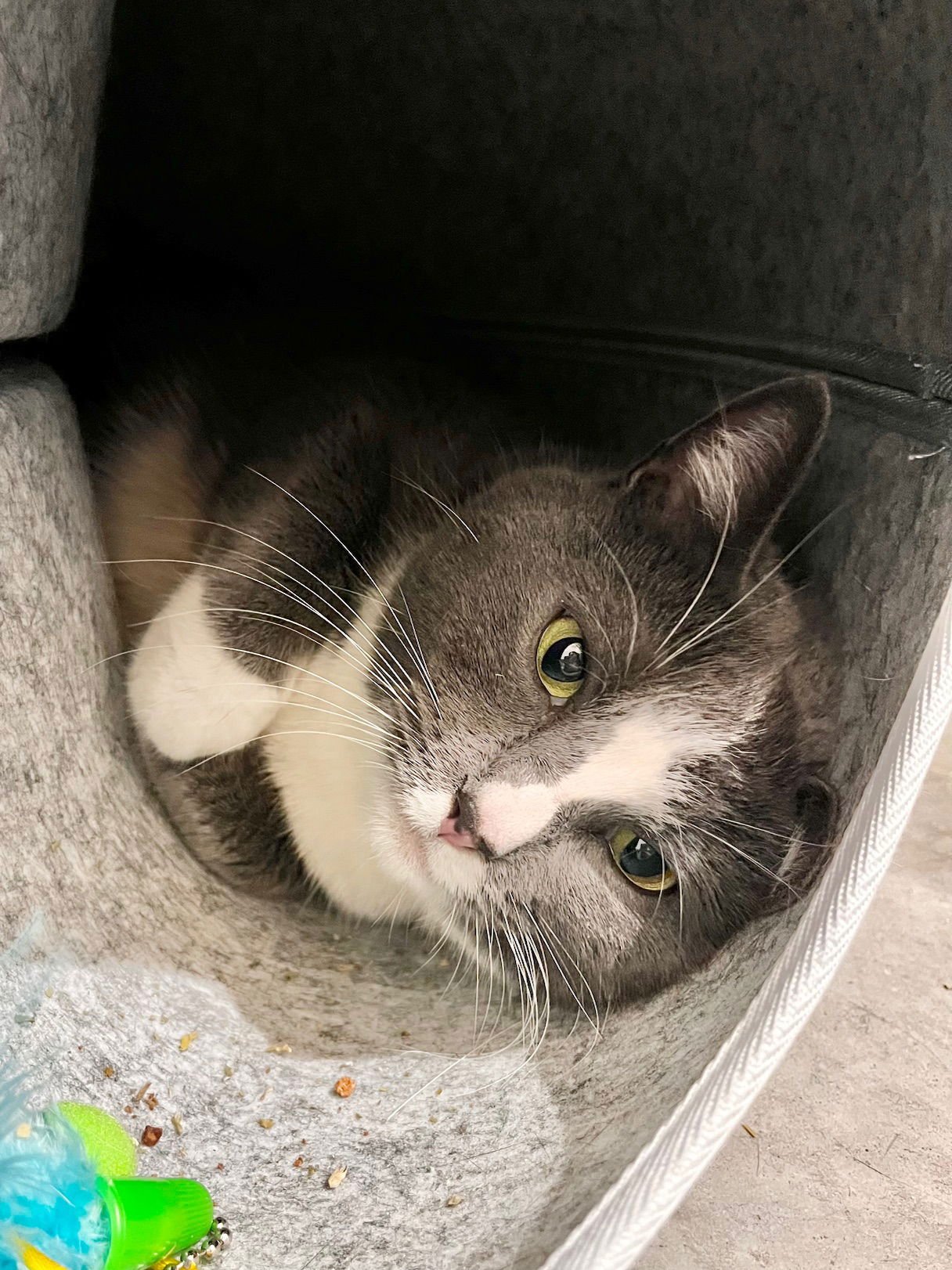 MS. PAW PAW - Domestic Short Hair available for adoption