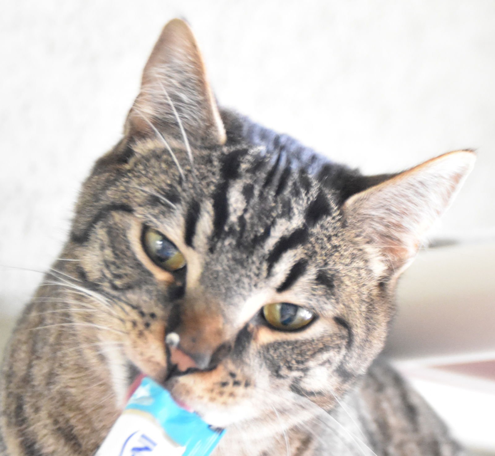 MYSTIC - Domestic Short Hair available for adoption