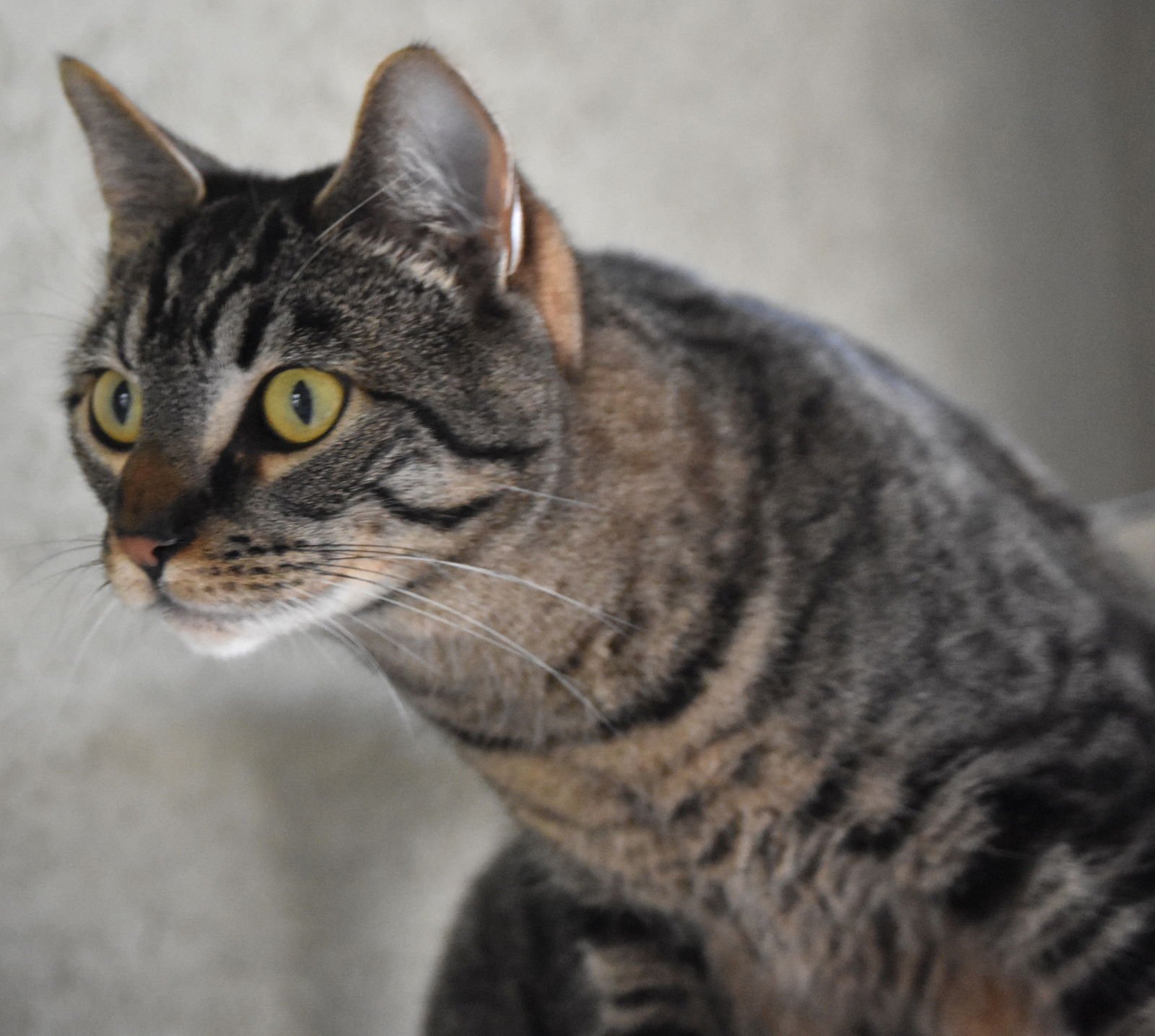 MYSTIC - Domestic Short Hair available for adoption