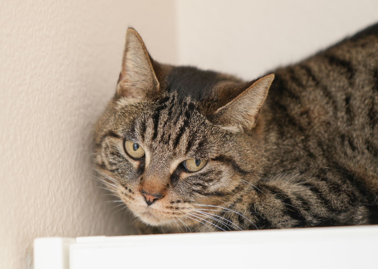 TOOTSIE ROLL - Domestic Short Hair available for adoption