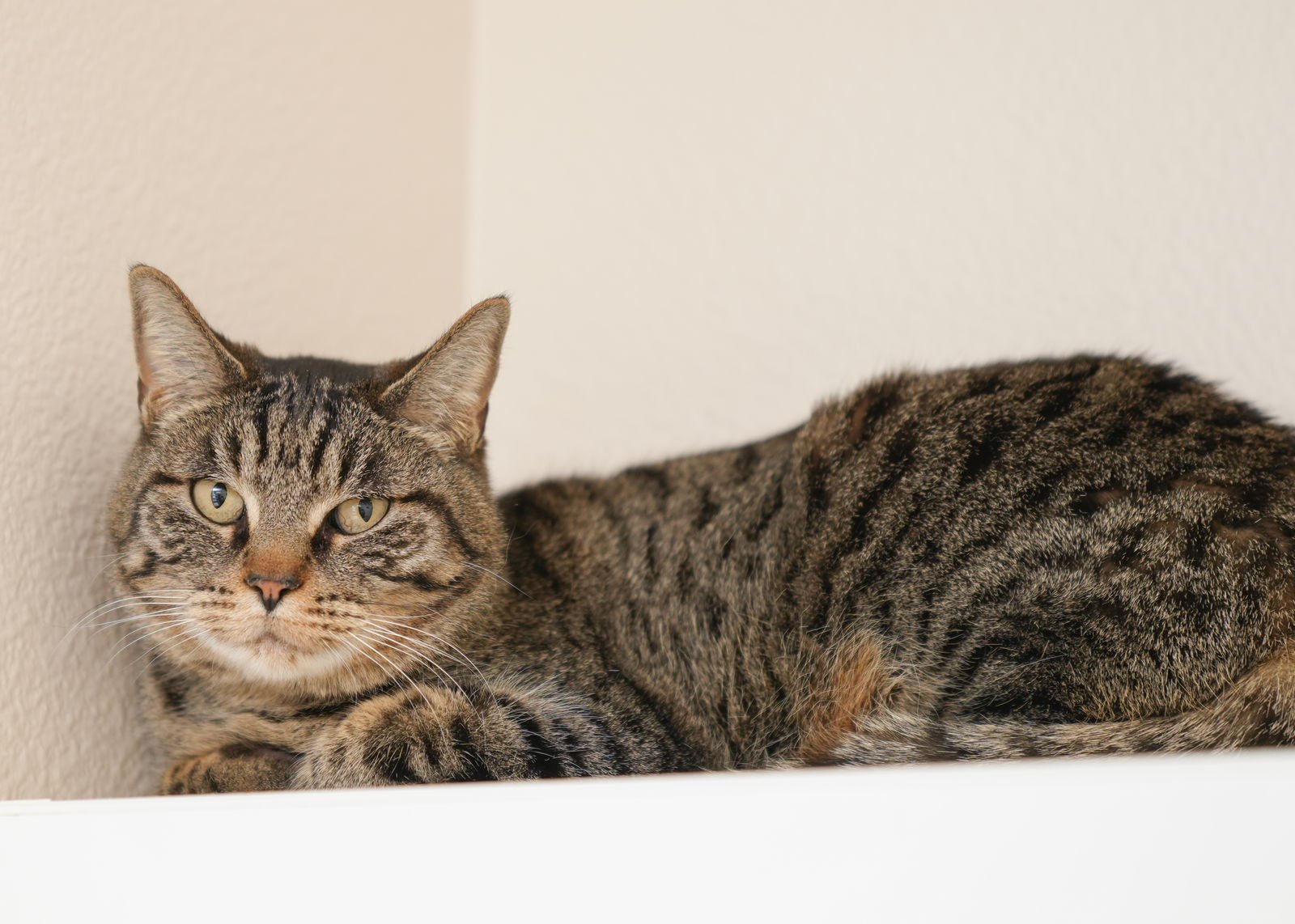 TOOTSIE ROLL - Domestic Short Hair available for adoption