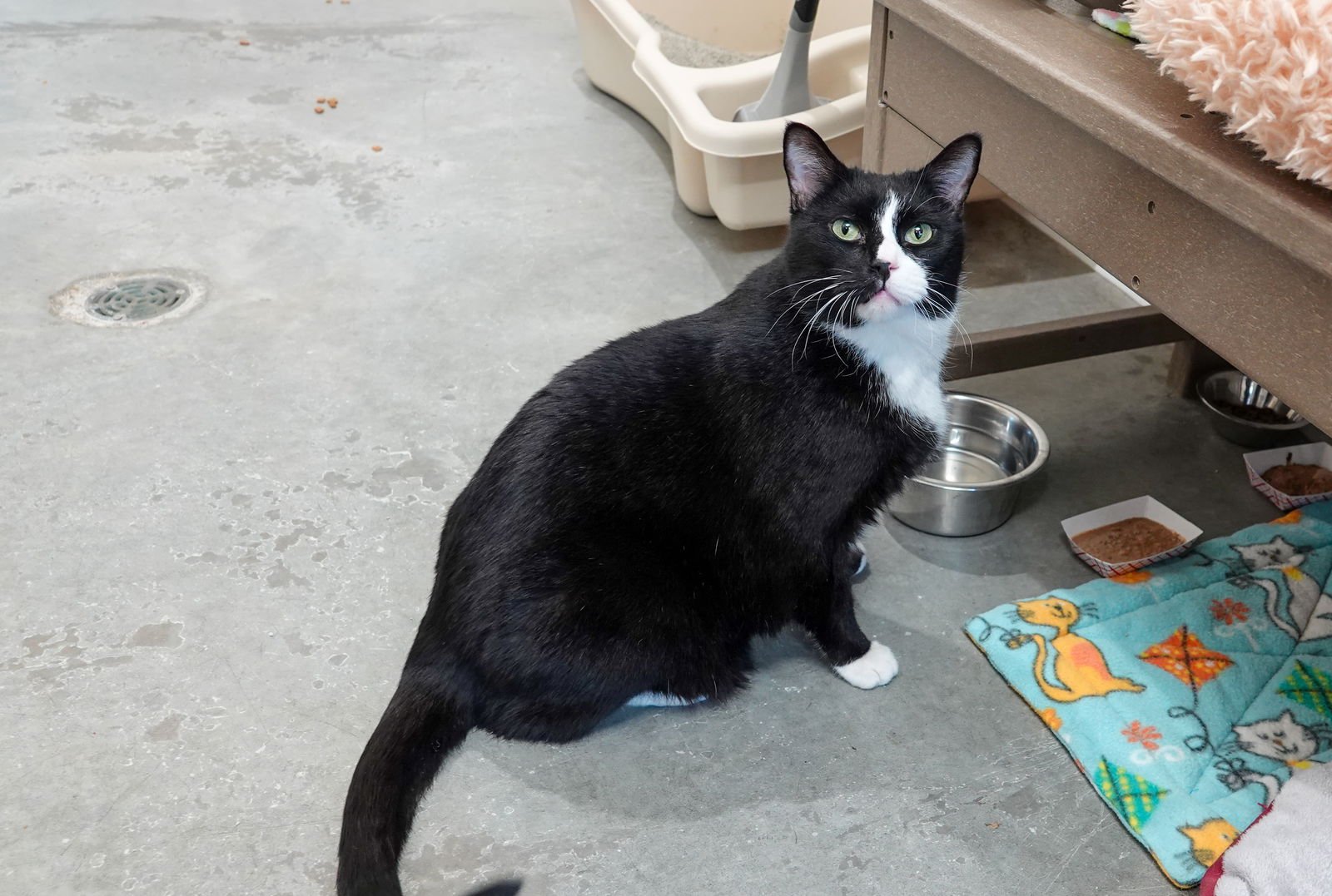 CHARLIE - Domestic Short Hair available for adoption