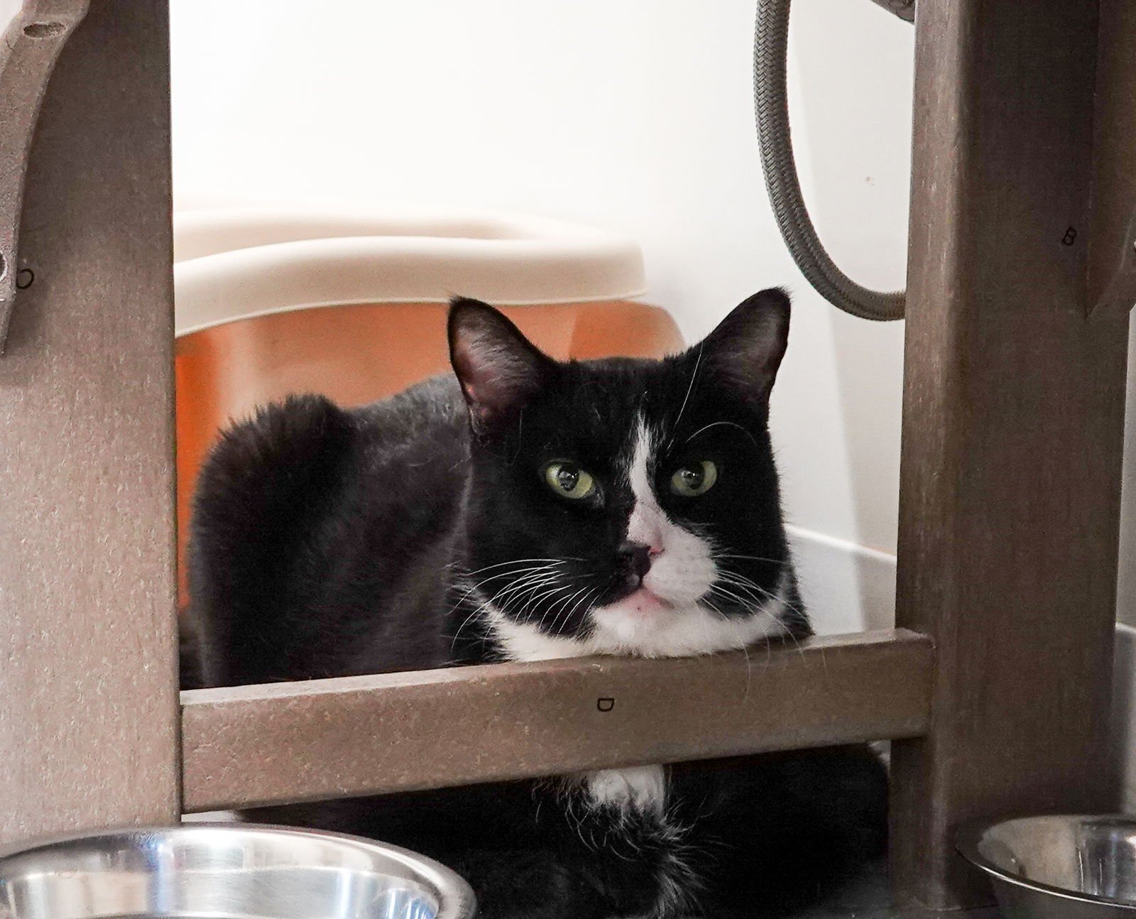 CHARLIE - Domestic Short Hair available for adoption