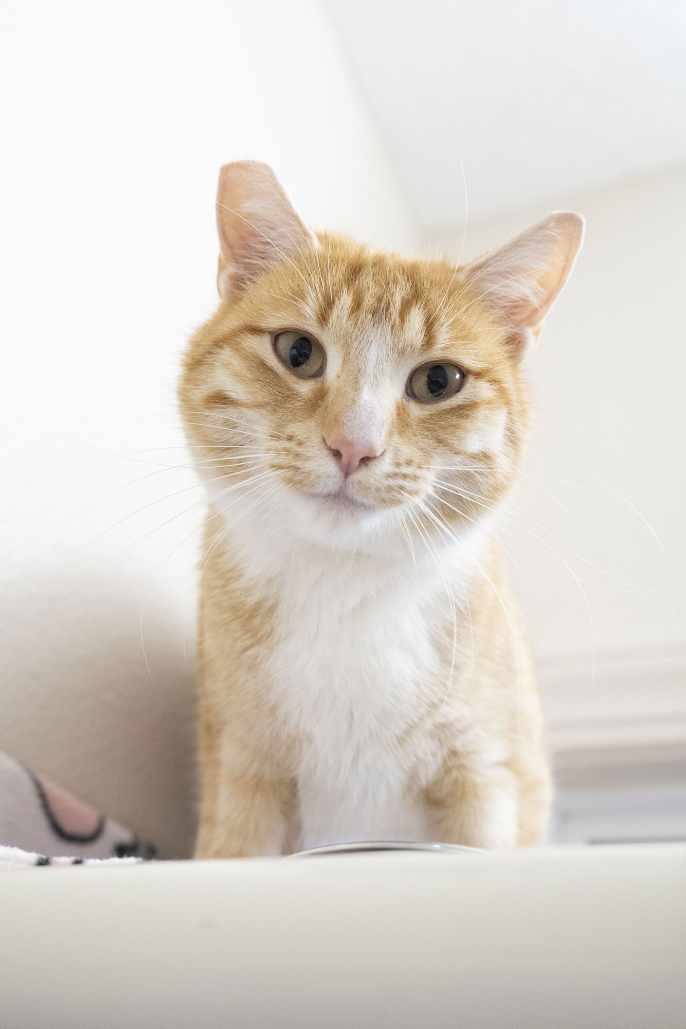 TATER - Domestic Short Hair available for adoption