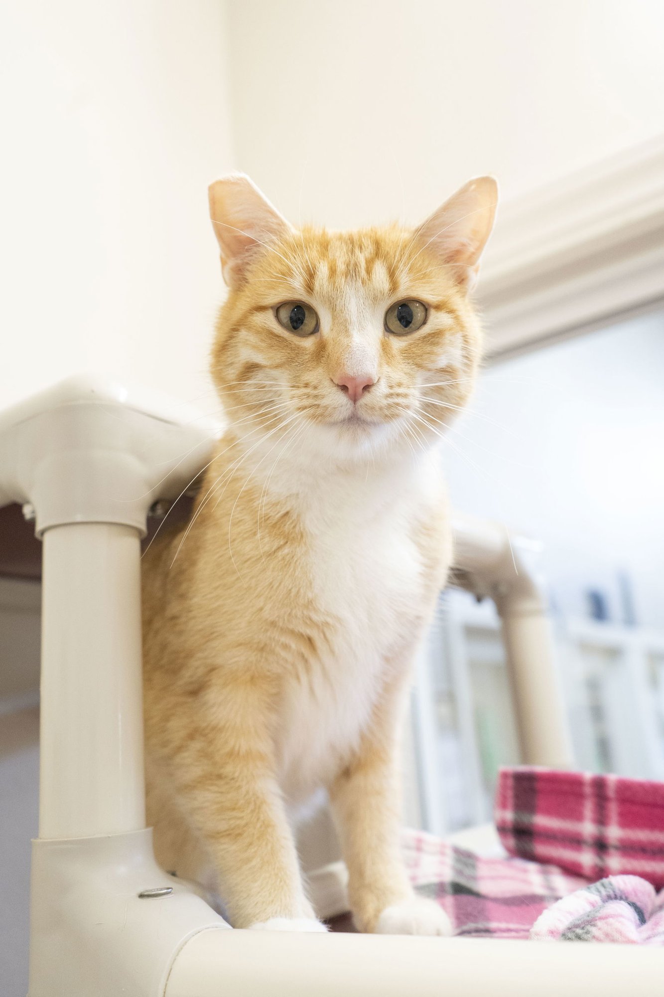 TATER - Domestic Short Hair available for adoption