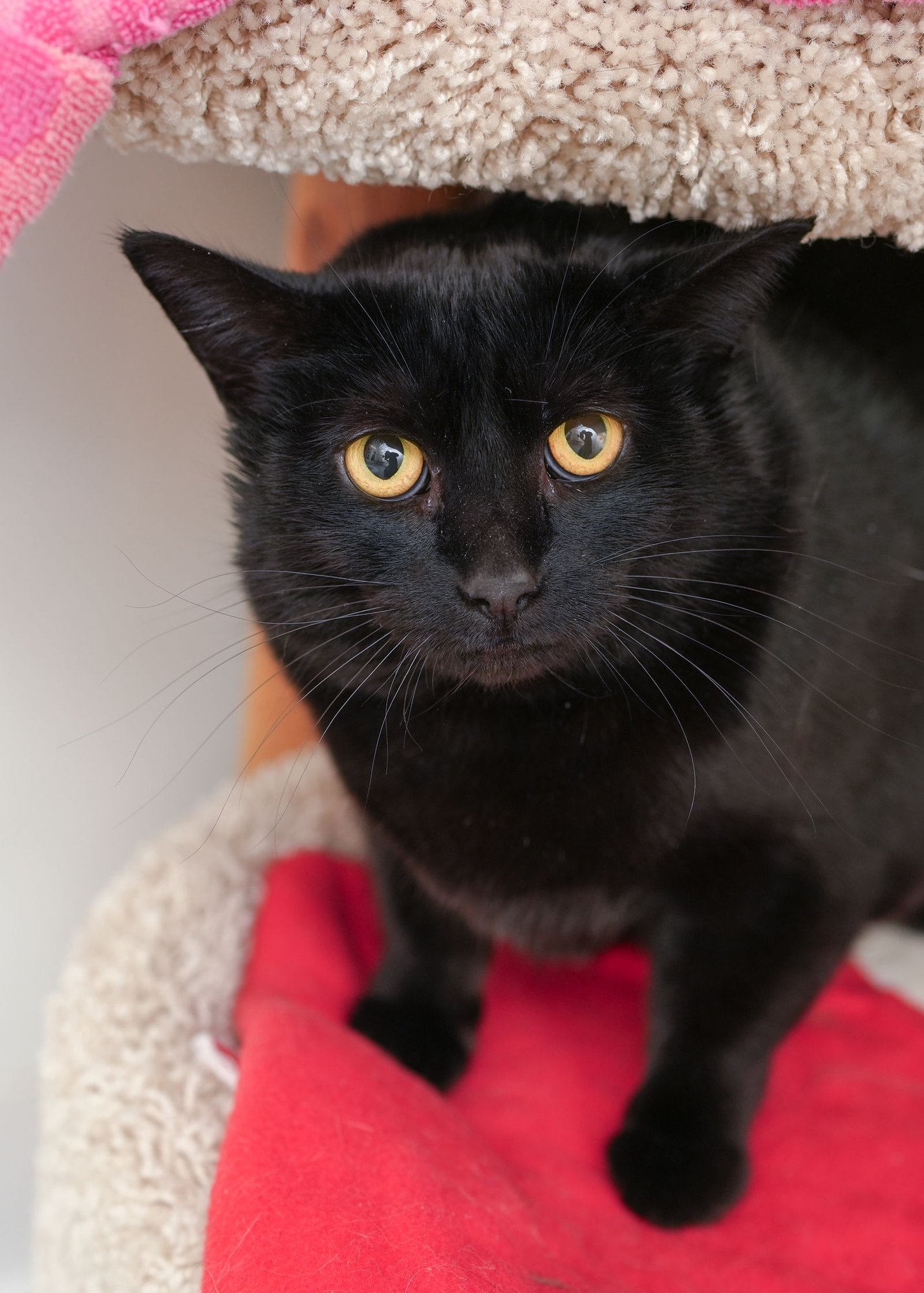 BEANIE - Domestic Short Hair for adoption in Boise