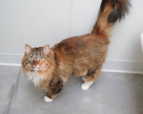 LEGACY - Domestic Medium Hair / Torbie available for adoption