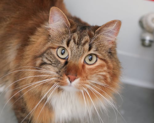 LEGACY - Domestic Medium Hair / Torbie available for adoption