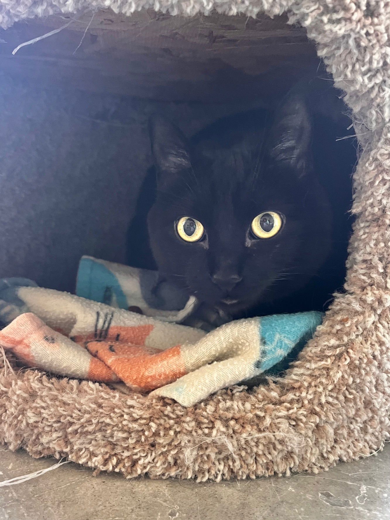 GUCCI - Domestic Short Hair available for adoption