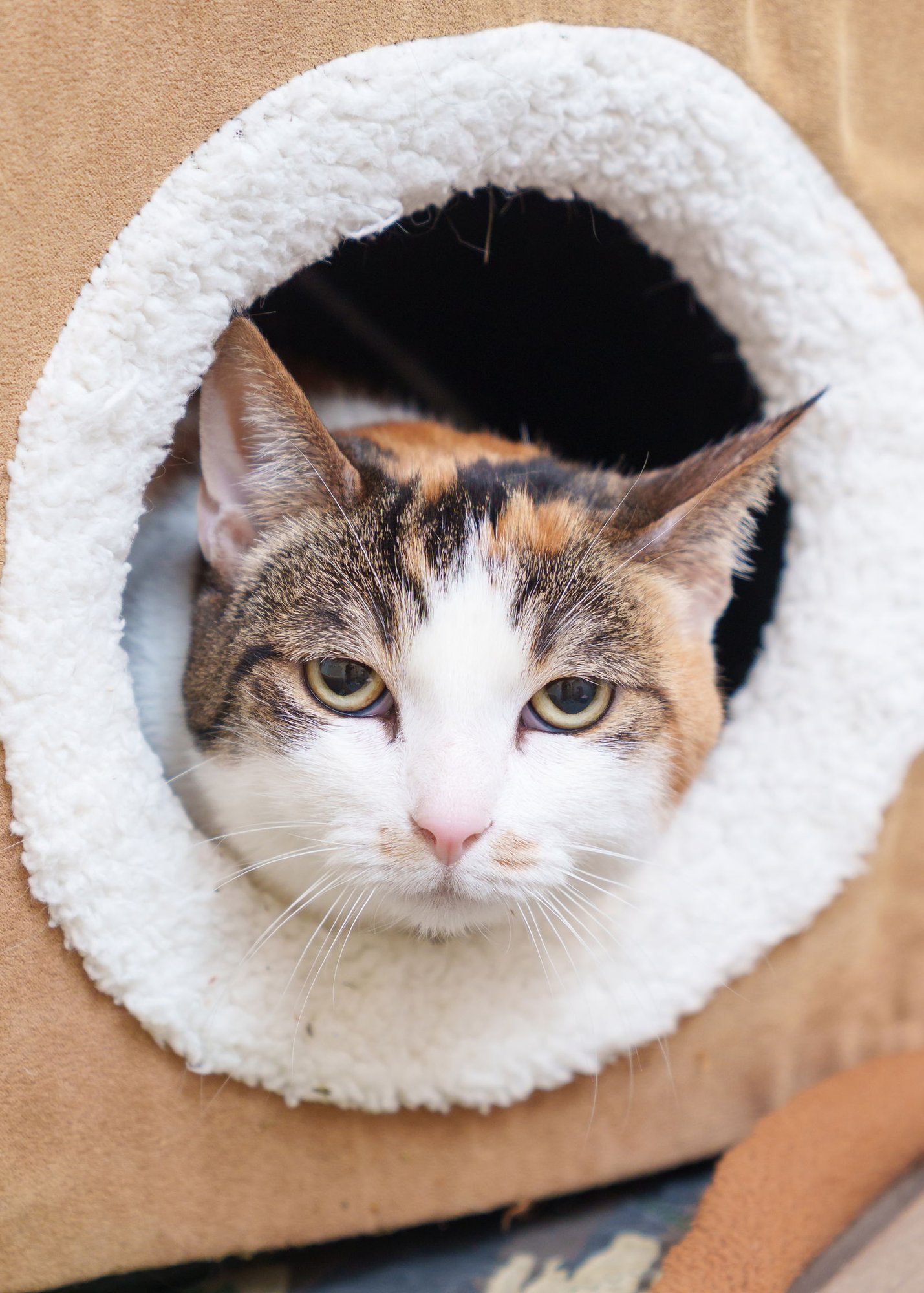 CALI - Domestic Short Hair available for adoption