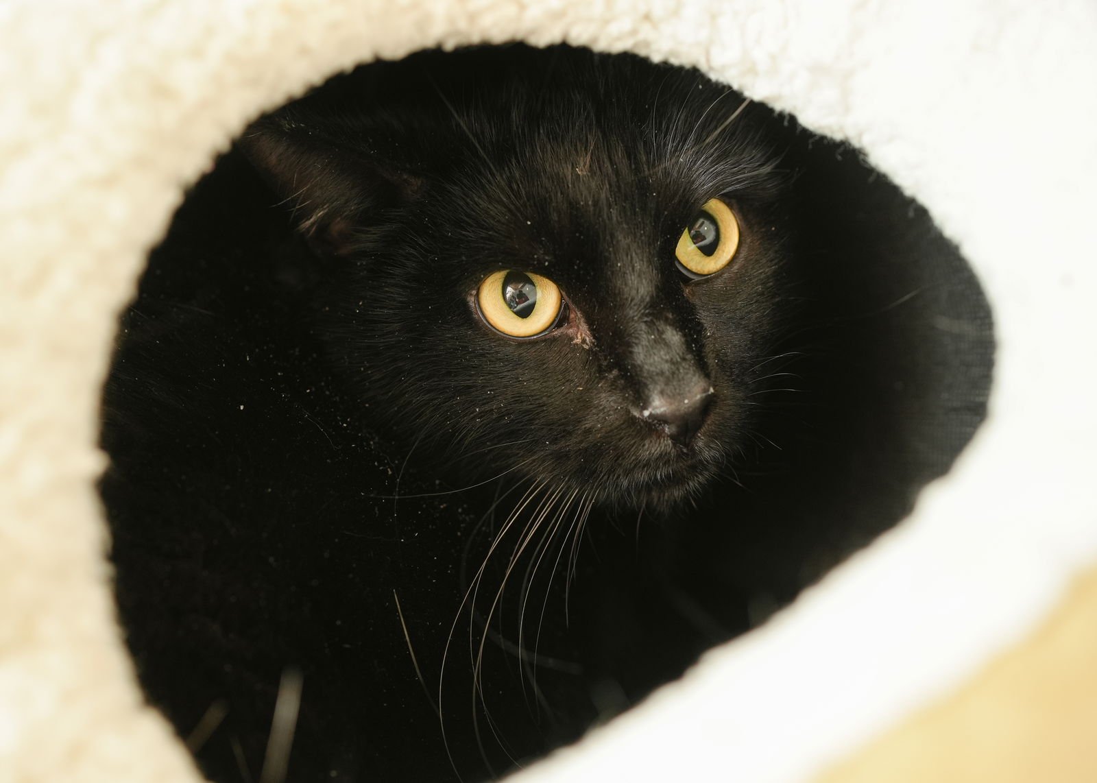 HANK - Domestic Short Hair for adoption in Boise