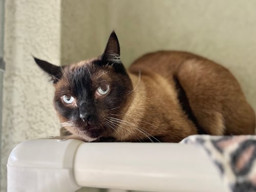 ADAM - Domestic Short Hair available for adoption