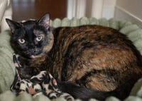 Lindy - Photo 2