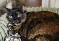 Lindy - Photo 3