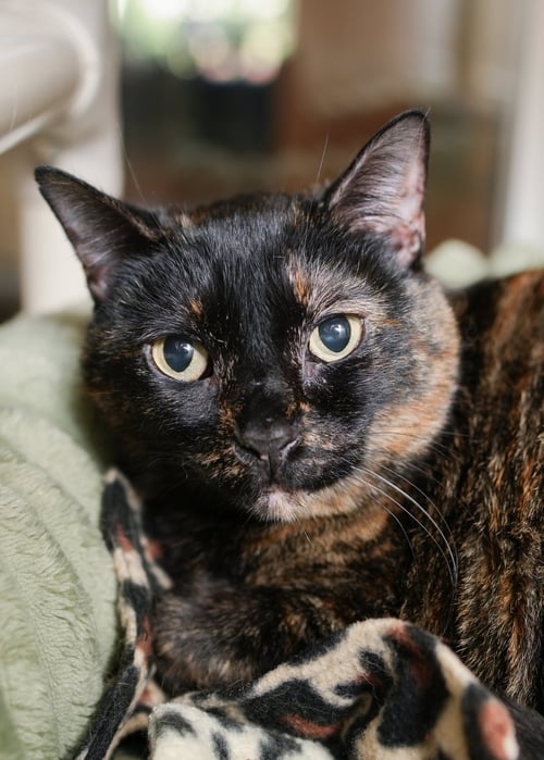 LINDY - Domestic Short Hair available for adoption