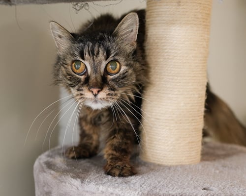 VENUS - Domestic Medium Hair available for adoption