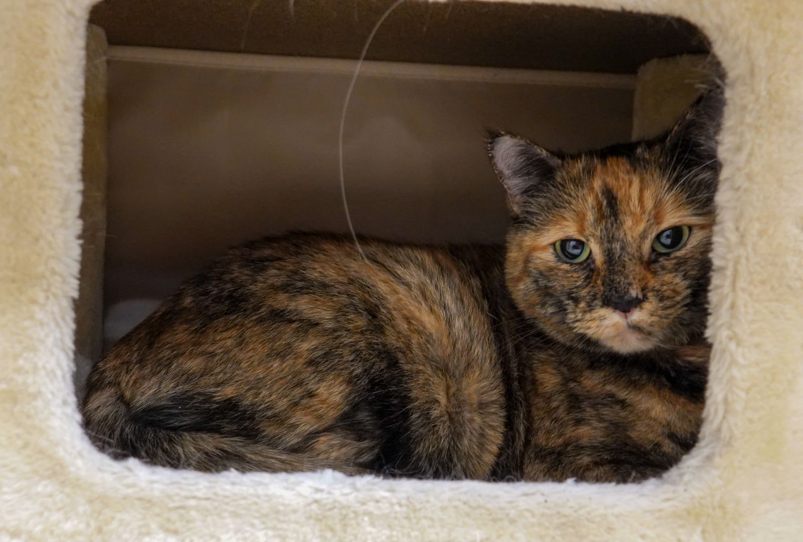 JAMIE - Domestic Short Hair available for adoption