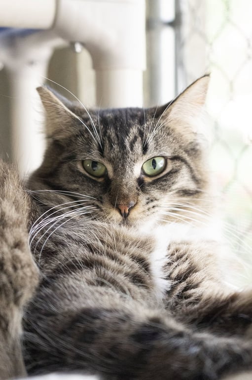 Tuffy Image
