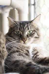 Tuffy - Photo 1