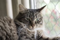 Tuffy - Photo 2