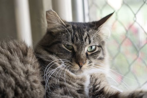 TUFFY - Domestic Long Hair available for adoption