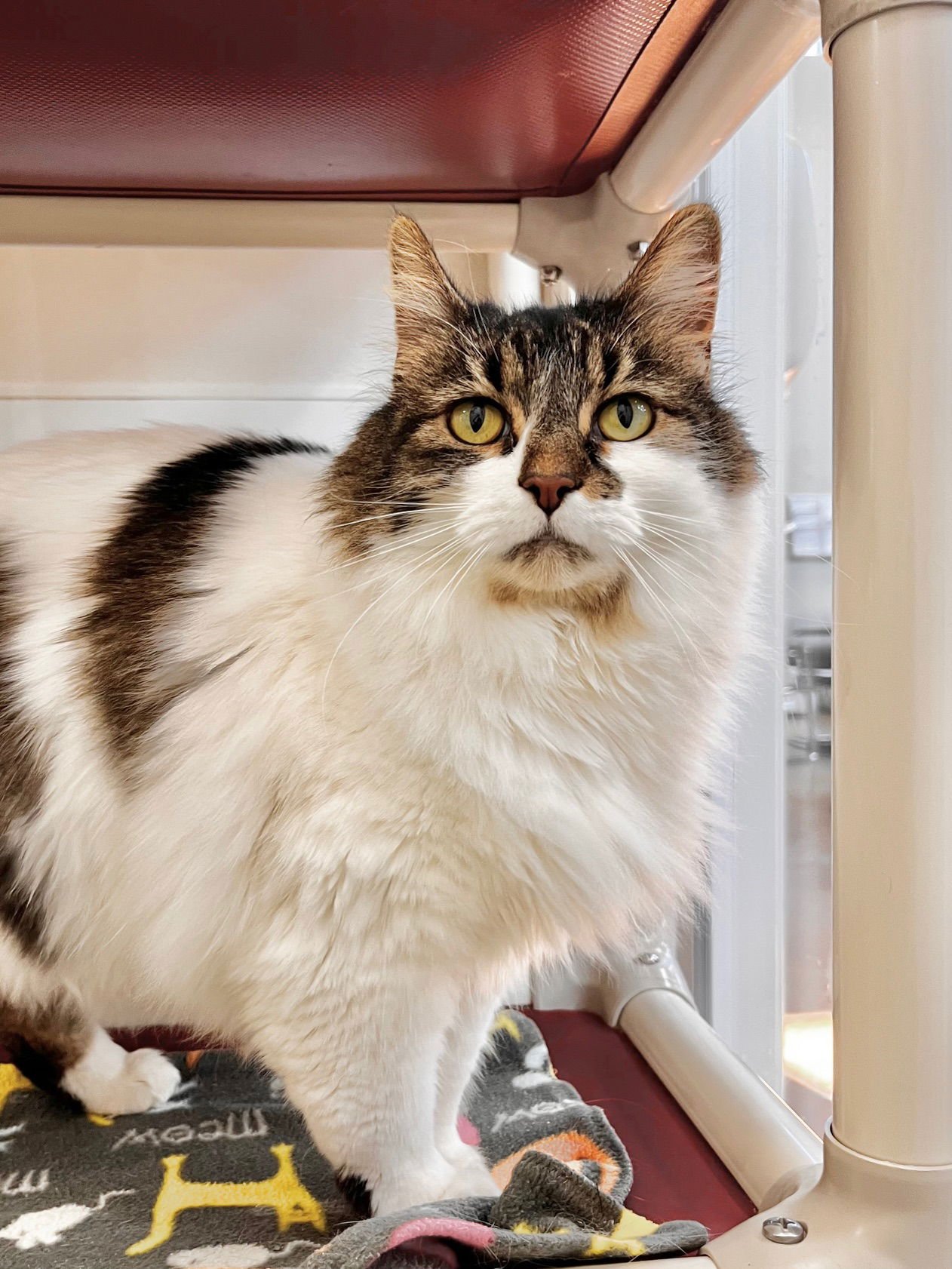 LUCINDA - Domestic Long Hair for adoption in Boise
