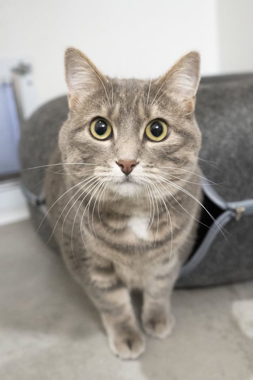 ONA - Domestic Short Hair available for adoption