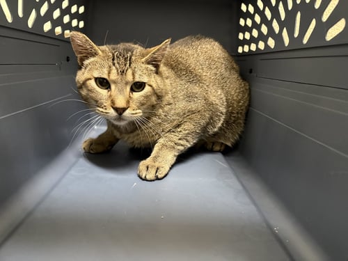 BOB - Domestic Short Hair available for adoption