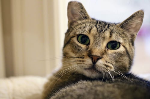 BOB - Domestic Short Hair available for adoption