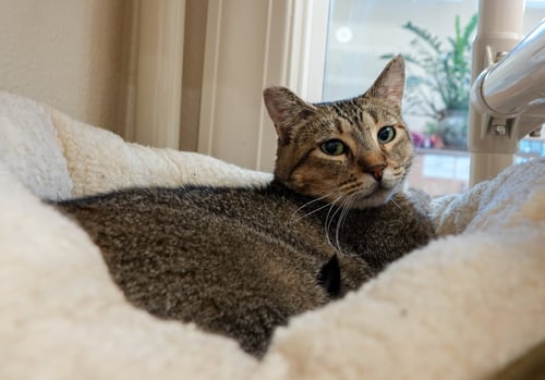 BOB - Domestic Short Hair available for adoption