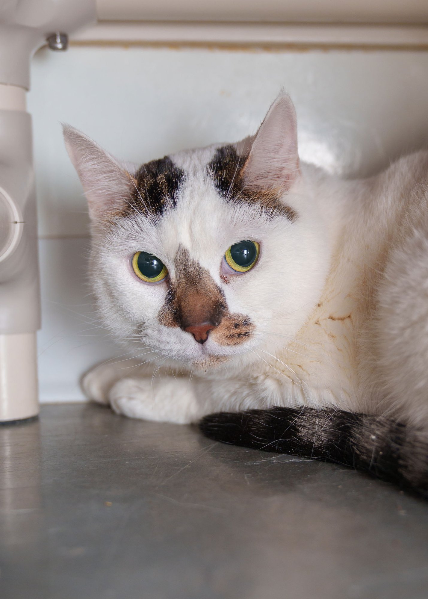 CASH - Domestic Short Hair available for adoption