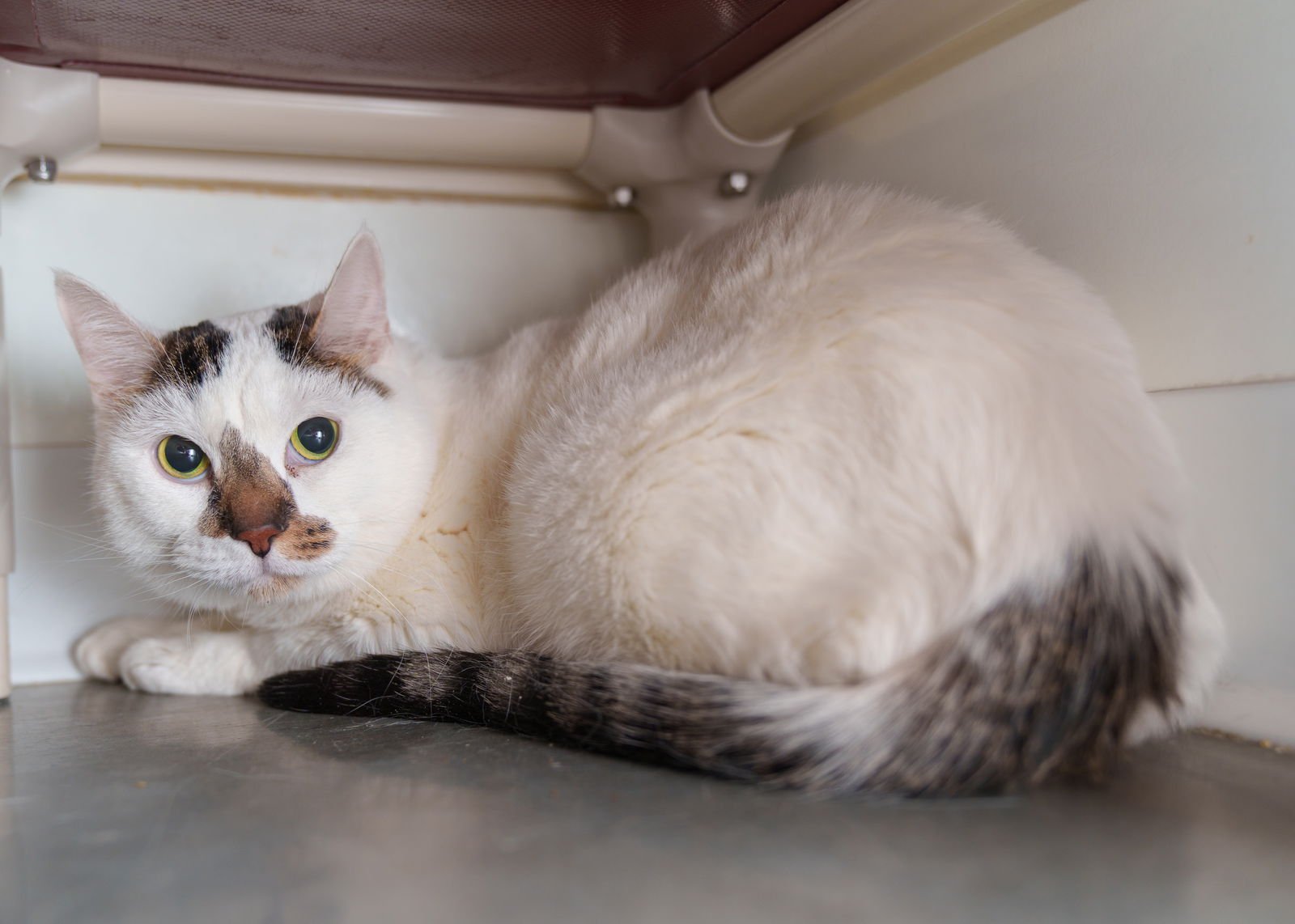 CASH - Domestic Short Hair available for adoption