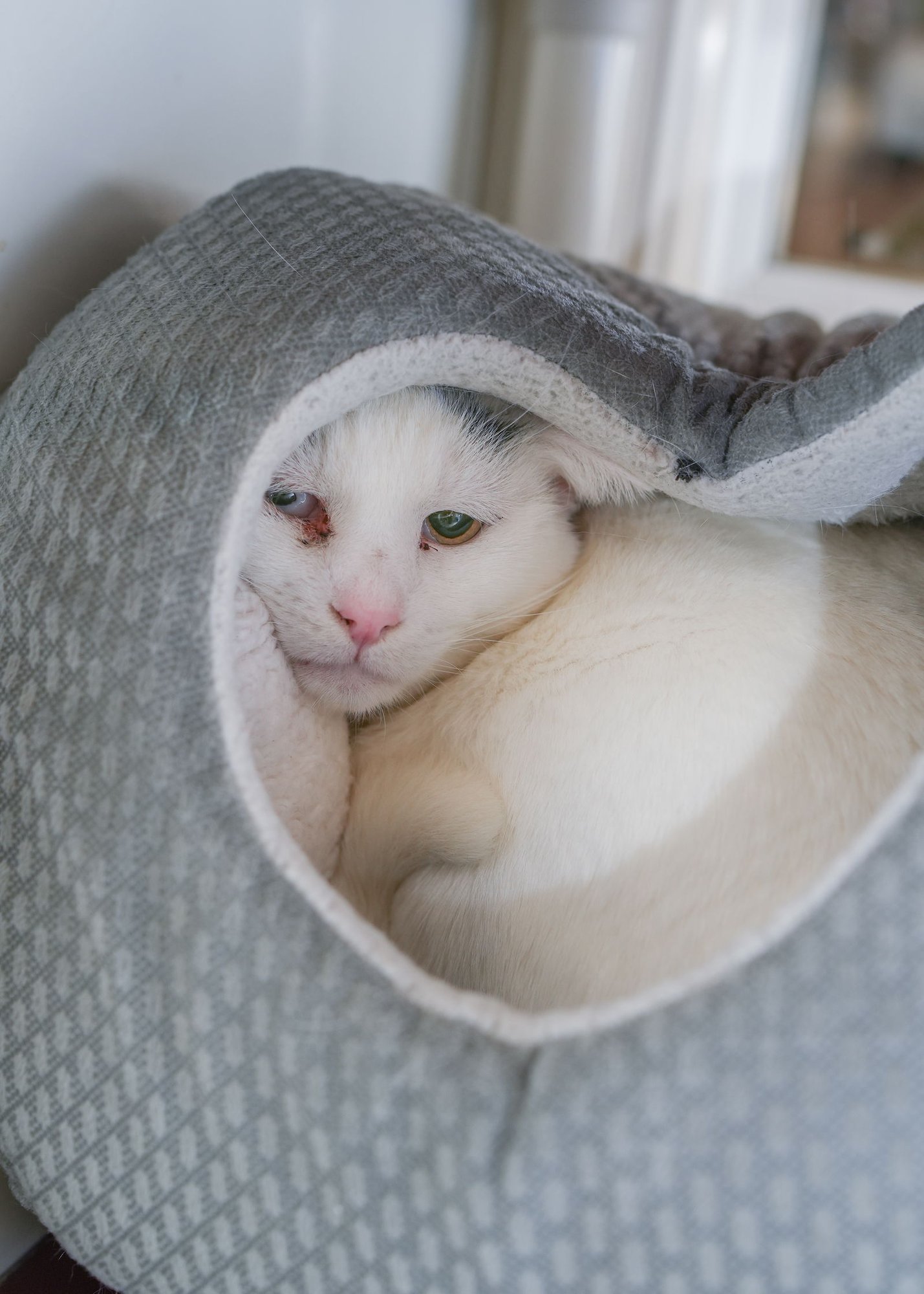 LEON - Domestic Long Hair available for adoption