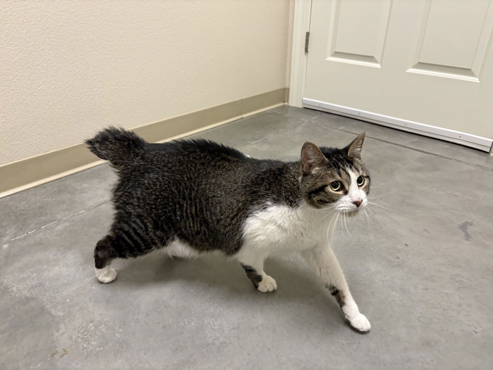 MASON - Domestic Short Hair for adoption in Boise