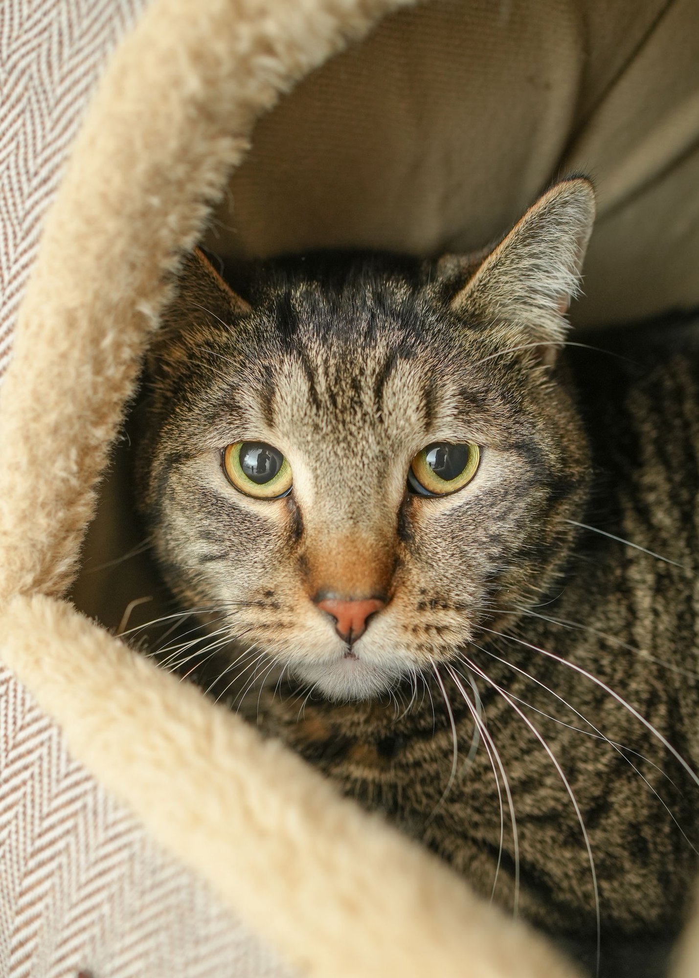 ROCKY - Domestic Short Hair for adoption in Boise
