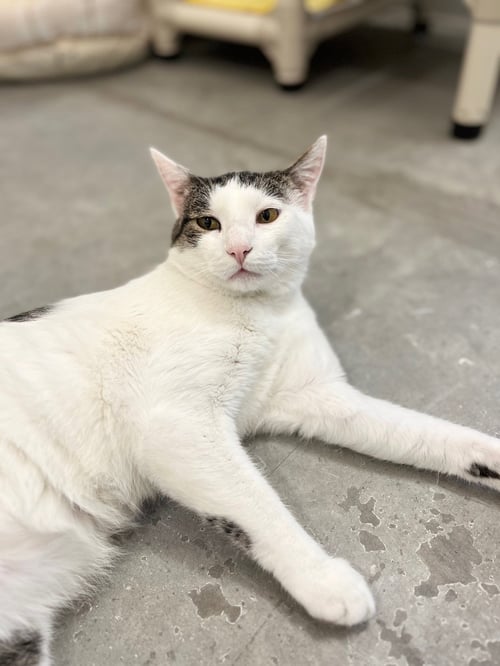 LEE - Domestic Short Hair available for adoption