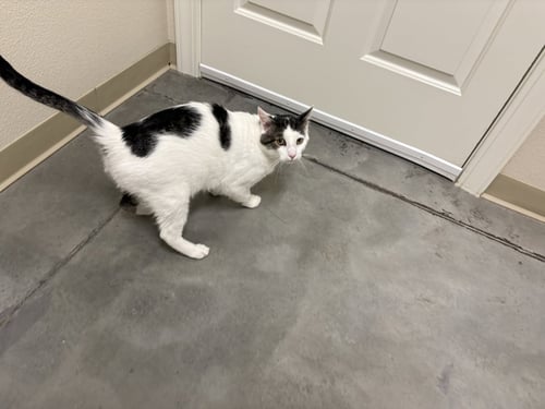 LEE - Domestic Short Hair available for adoption