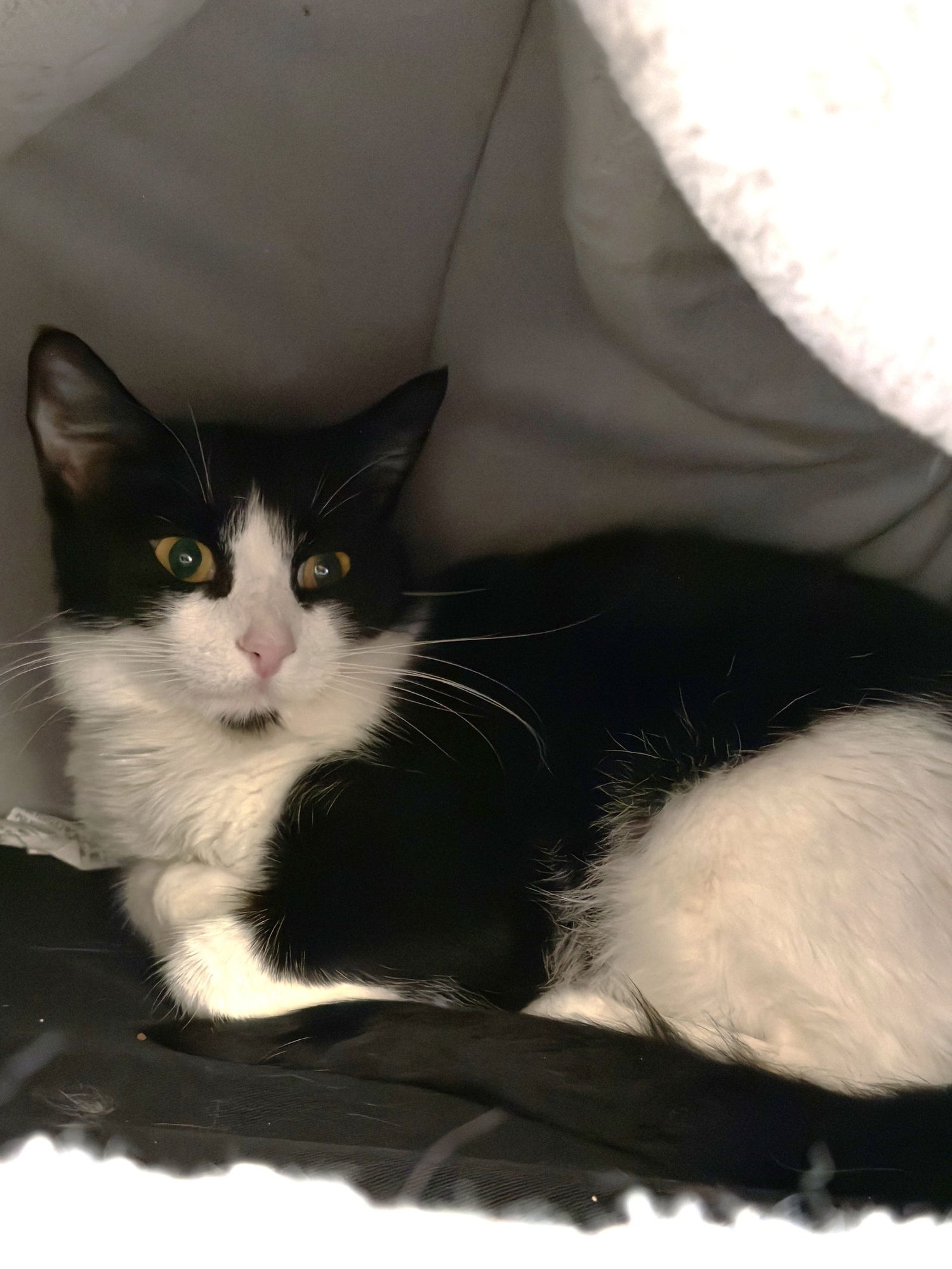 C.C. - Domestic Short Hair available for adoption