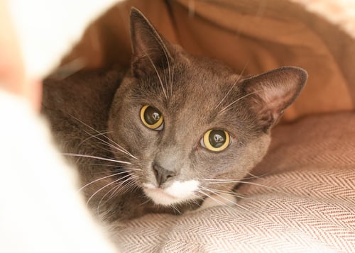 GUSGUS - Domestic Short Hair available for adoption