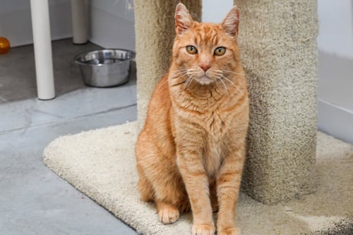 BARCELONA - Domestic Short Hair for adoption in Meridian