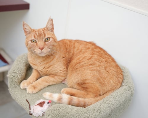 BARCELONA - Domestic Short Hair available for adoption