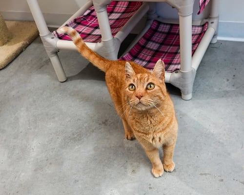 BARCELONA - Domestic Short Hair available for adoption