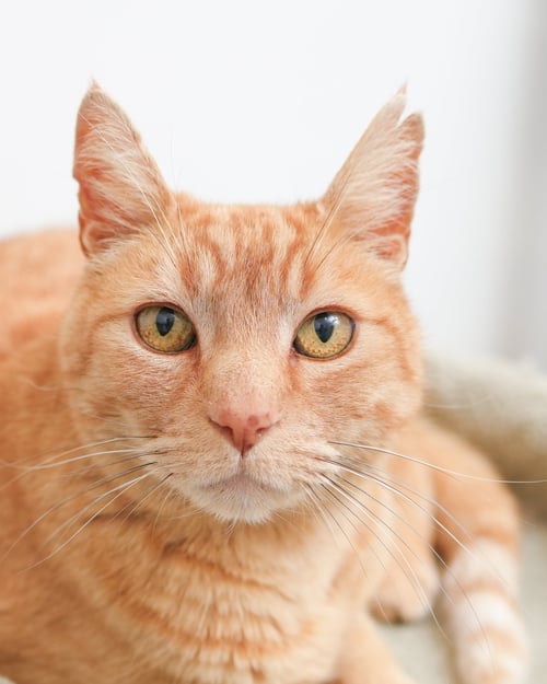 BARCELONA - Domestic Short Hair available for adoption