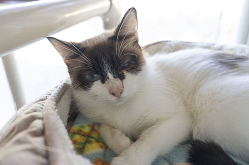 PATRICIA - Domestic Short Hair available for adoption