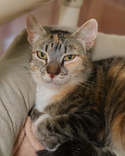 DEBBIE - Domestic Short Hair / Torbie available for adoption