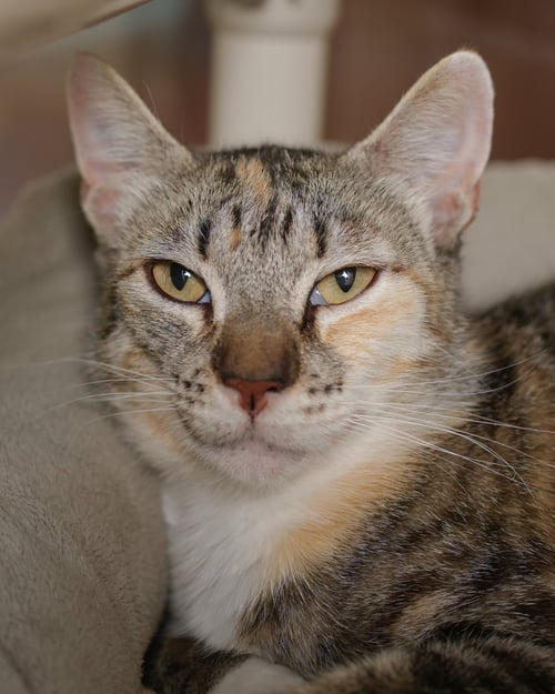 DEBBIE - Domestic Short Hair / Torbie available for adoption