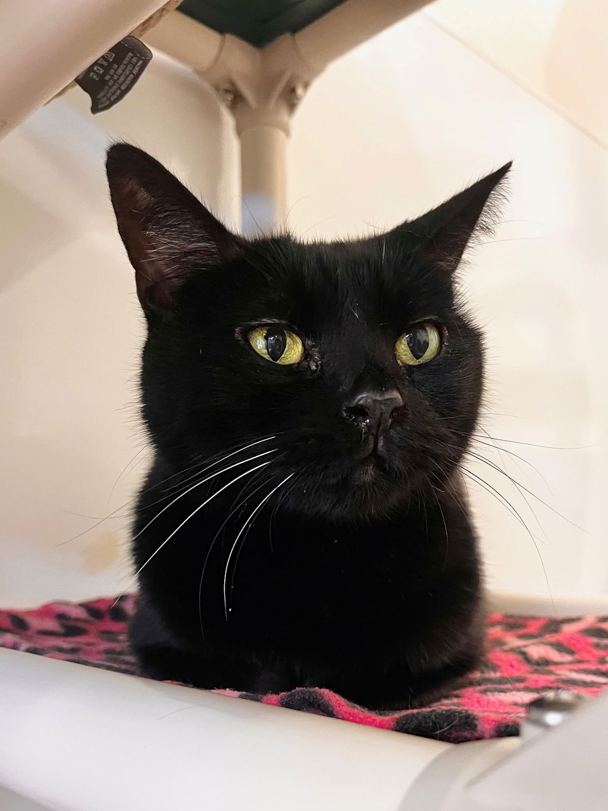 TWEETIE - Domestic Short Hair for adoption in Boise