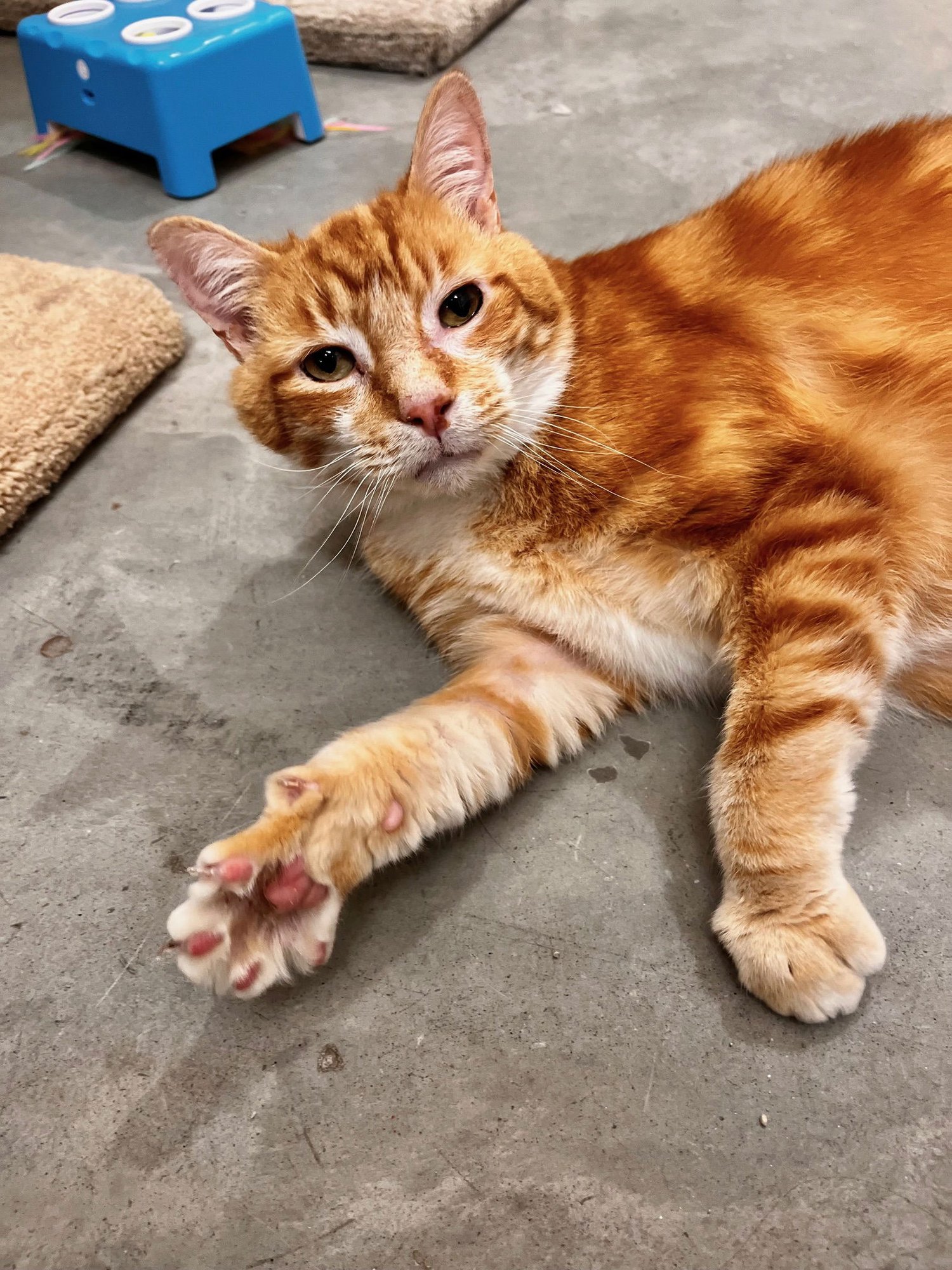 REEVES - Domestic Short Hair for adoption in Boise