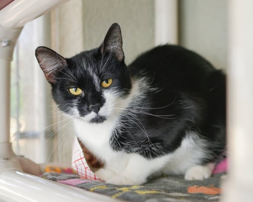 LOLLY - Domestic Short Hair available for adoption